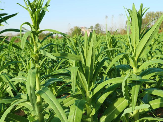 贡菜种植时机解析：把握黄金种植开云电竞期(图3)