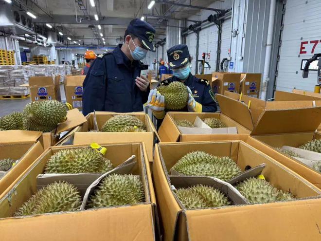 2500余吨榴莲抵达广州！@广东人本月中下旬榴莲将降价(图2)