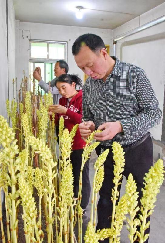 kaiyun开云电竞:天赐“神药”天麻的“宁强传奇”(图8)