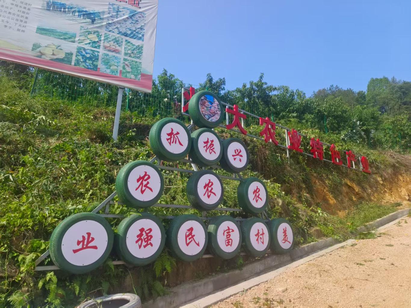 开云电竞网站:丁元村：荒坡变金山“桃经济”绘就乡村振兴甜蜜画卷(图2)