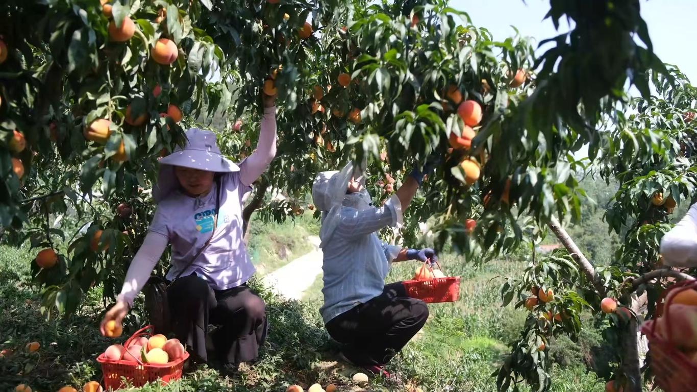 开云电竞网站:丁元村：荒坡变金山“桃经济”绘就乡村振兴甜蜜画卷(图4)