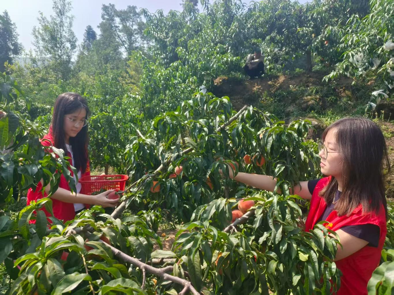 开云电竞网站:丁元村：荒坡变金山“桃经济”绘就乡村振兴甜蜜画卷(图5)