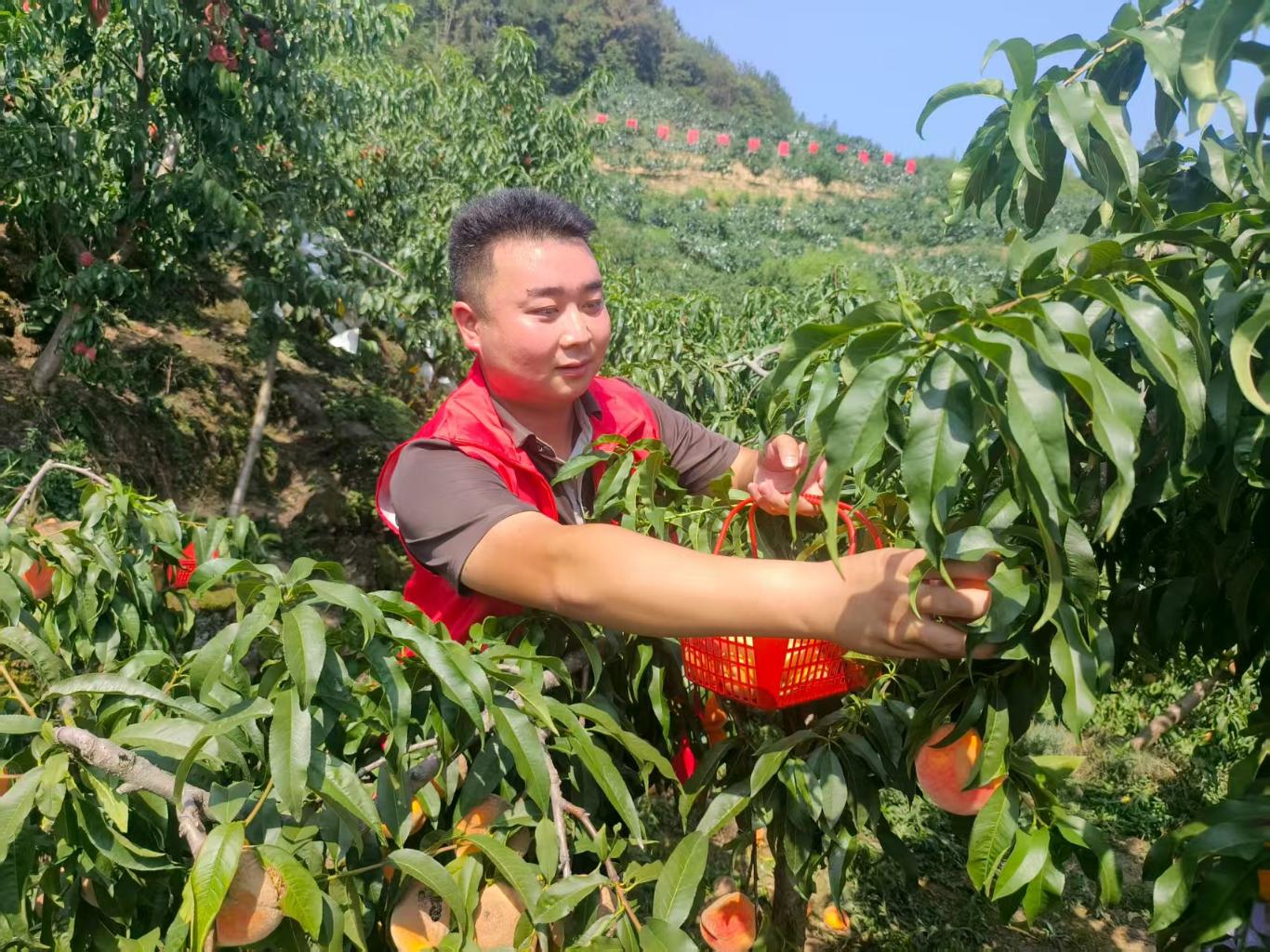 开云电竞网站:丁元村：荒坡变金山“桃经济”绘就乡村振兴甜蜜画卷(图6)