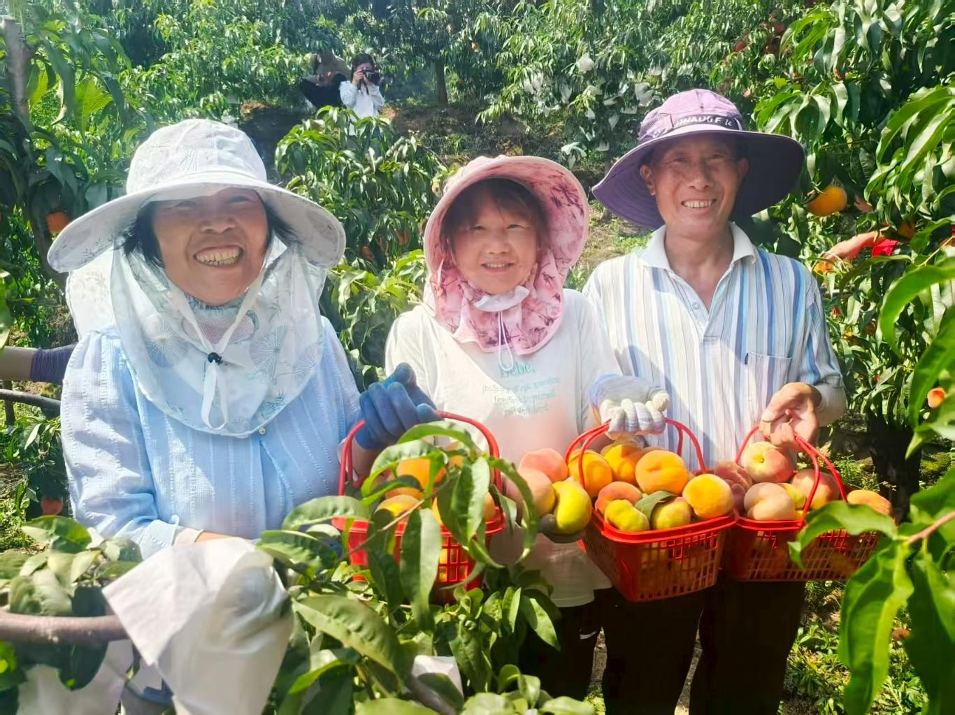 开云电竞网站:丁元村：荒坡变金山“桃经济”绘就乡村振兴甜蜜画卷(图8)