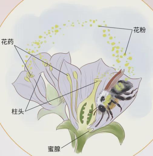 和恐龙同框的远古大佬！蜜蜂：没想到吧(图3)
