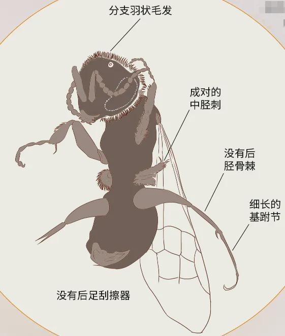 和恐龙同框的远古大佬！蜜蜂：没想到吧(图2)