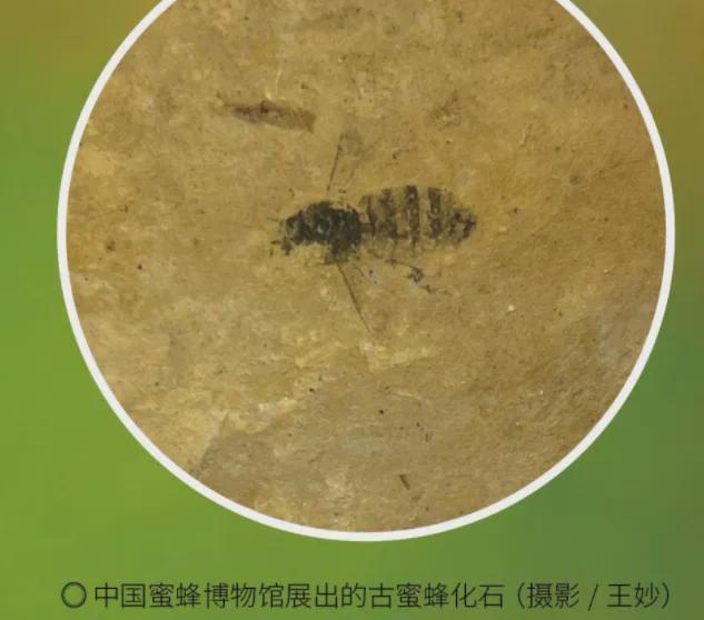 和恐龙同框的远古大佬！蜜蜂：没想到吧(图4)