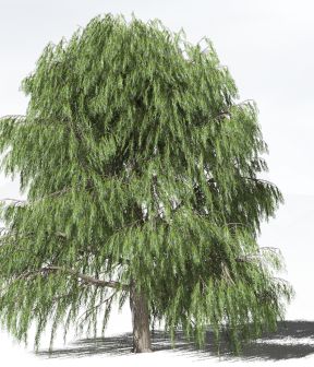 看被子植物如何极地“荒野求生”开云电竞(图3)