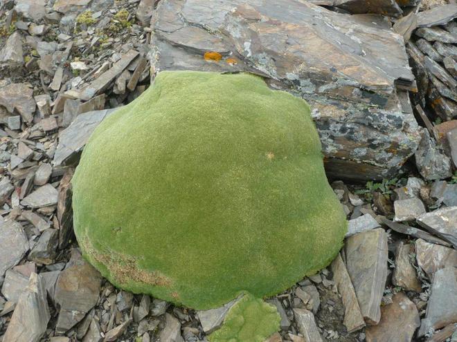看被子植物如何极地“荒野求生”开云电竞(图6)