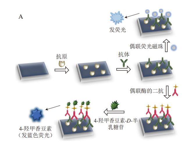 开云电竞app:《食品科学》：中国农业大学程楠副教授等：食品中麸质及其生物传感检测方法研究进展(图9)