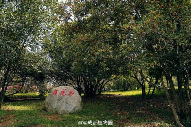 成都秋日的桂花香要被突至的风雨打断？专家：不必担心桂花还开云电竞有第二茬盛放期(图3)