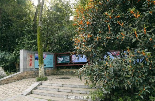 成都秋日的桂花香要被突至的风雨打断？专家：不必担心桂花还开云电竞有第二茬盛放期(图2)