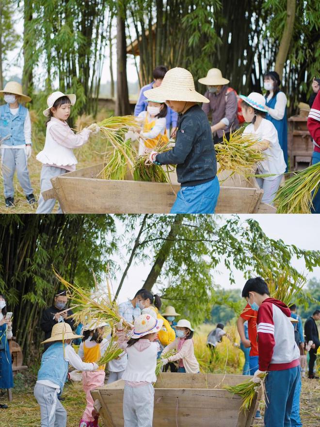 成都秋日的桂花香要被突至的风雨打断？专家：不必担心桂花还开云电竞有第二茬盛放期(图5)