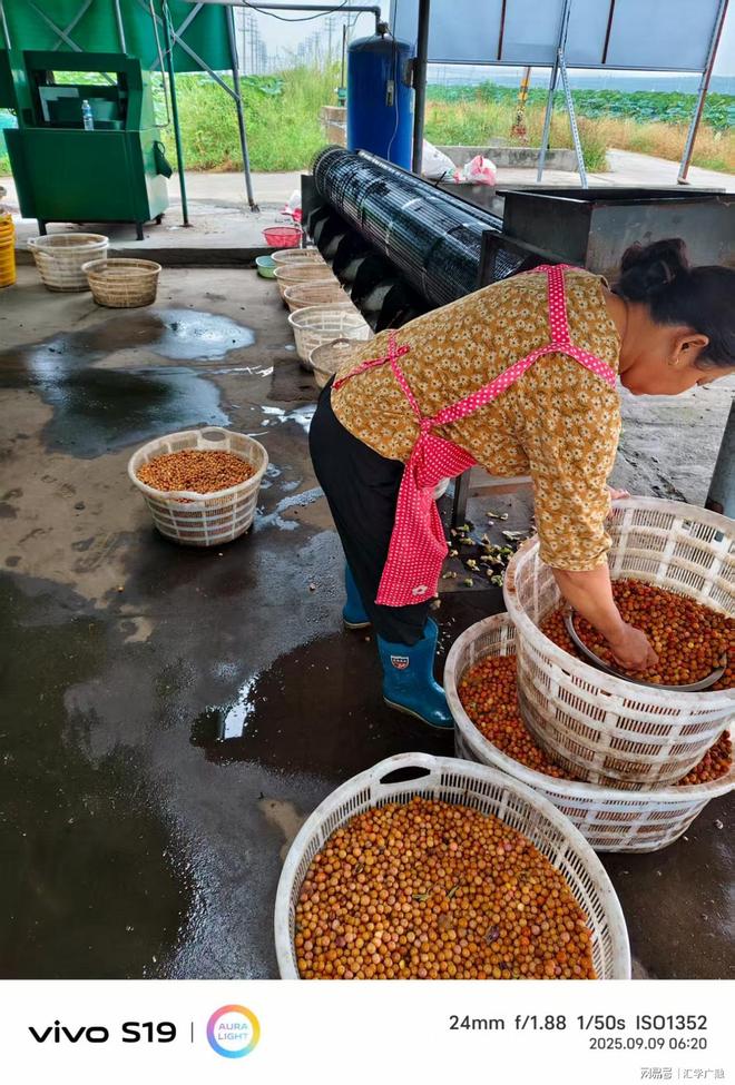 开云电竞入口:水乡“绿宝石”铺就振兴路大楼社区“水八仙”产业致富见闻(图3)