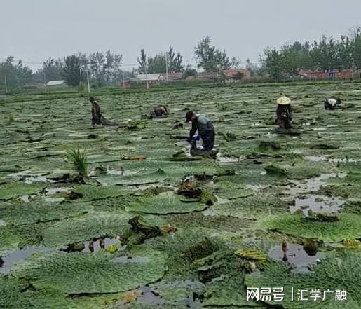 开云电竞入口:水乡“绿宝石”铺就振兴路大楼社区“水八仙”产业致富见闻(图4)