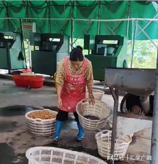 开云电竞入口:水乡“绿宝石”铺就振兴路大楼社区“水八仙”产业致富见闻(图9)