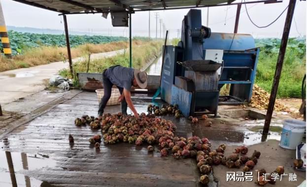 开云电竞入口:水乡“绿宝石”铺就振兴路大楼社区“水八仙”产业致富见闻(图8)