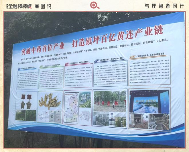 开云电竞50亿滴灌“秦药”：静等黄连熟透(图5)