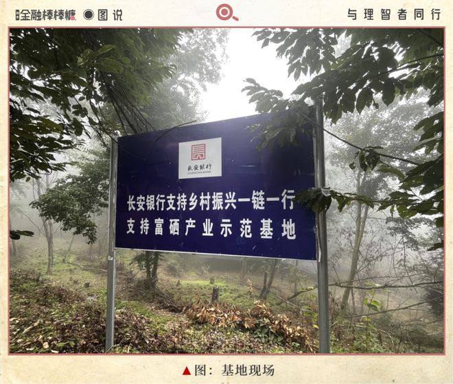 开云电竞50亿滴灌“秦药”：静等黄连熟透(图2)