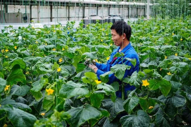 开云电竞粮满仓好丰光抓牢“米袋子”守好“菜篮子”拎稳“油瓶(图2)
