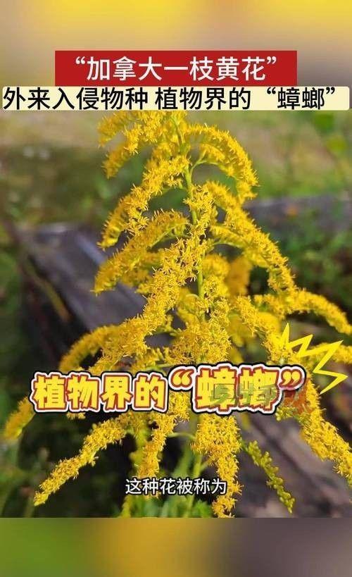 海关截获美国“特工蚊”多种病毒最快7天发作又来祸害中国？开云电竞(图7)
