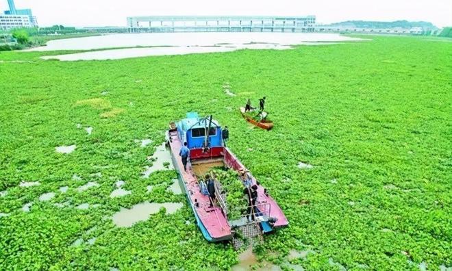 海关截获美国“特工蚊”多种病毒最快7天发作又来祸害中国？开云电竞(图5)