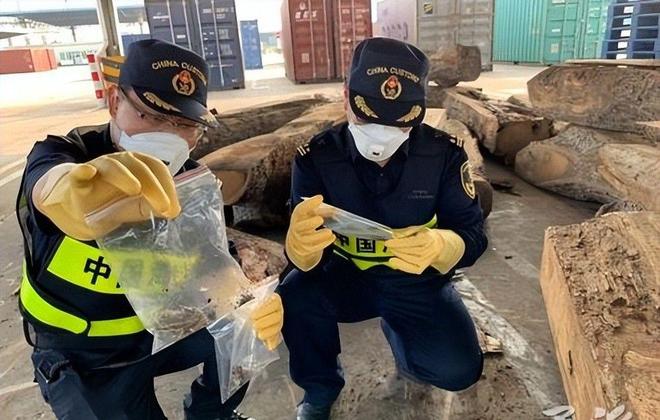 海关截获美国“特工蚊”多种病毒最快7天发作又来祸害中国？开云电竞(图18)