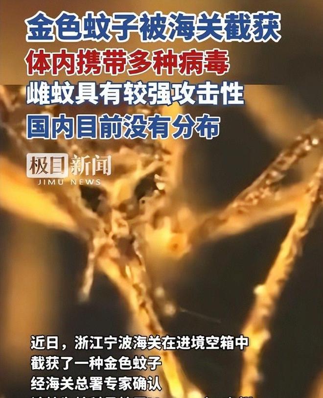 海关截获美国“特工蚊”多种病毒最快7天发作又来祸害中国？开云电竞(图8)