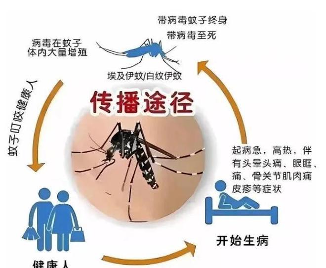 海关截获美国“特工蚊”多种病毒最快7天发作又来祸害中国？开云电竞(图12)