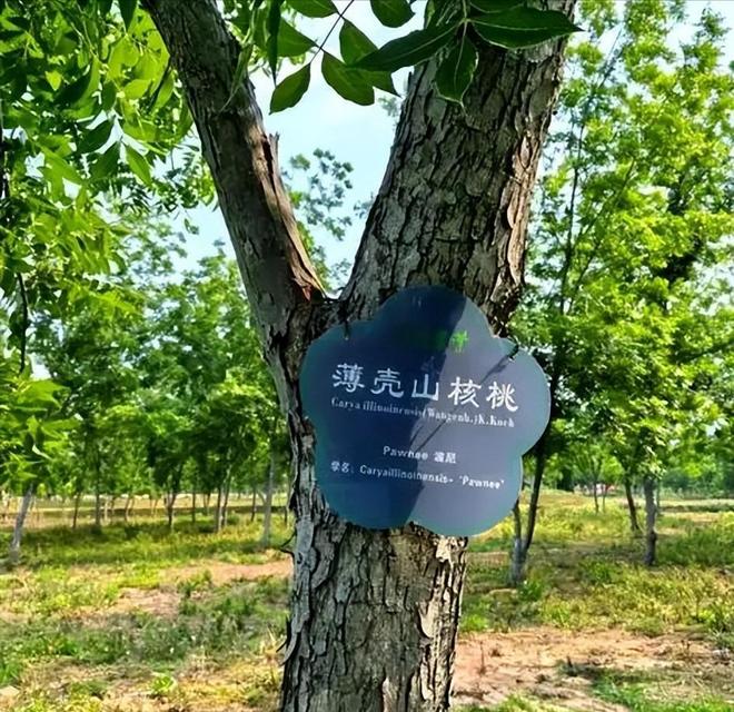 安徽小城撑起20亿大产！用10年种“黄金果”4000农民增收12万(图6)
