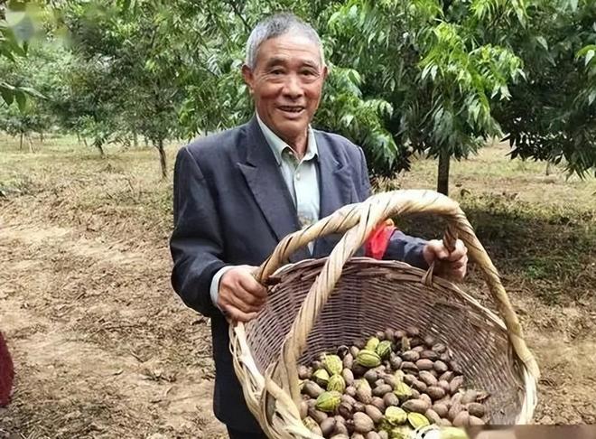 安徽小城撑起20亿大产！用10年种“黄金果”4000农民增收12万(图3)