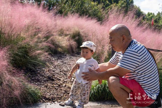 开云电竞高温难挡“浪漫粉”！粉黛乱子草登场(图4)