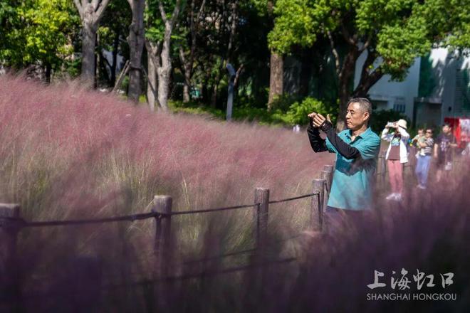 开云电竞高温难挡“浪漫粉”！粉黛乱子草登场(图2)