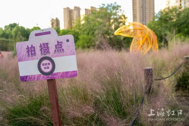 开云电竞高温难挡“浪漫粉”！粉黛乱子草登场(图7)