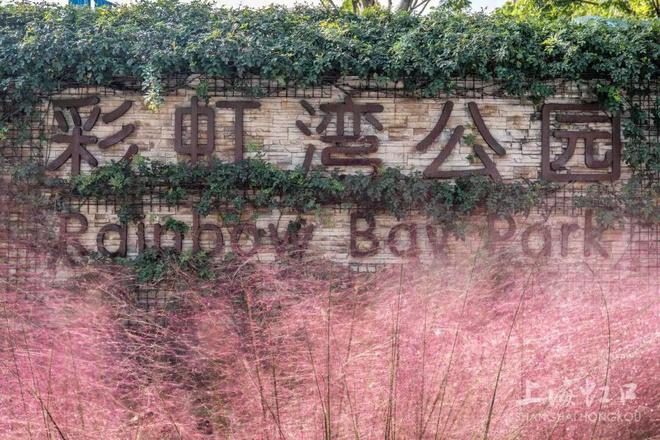 开云电竞高温难挡“浪漫粉”！粉黛乱子草登场(图10)