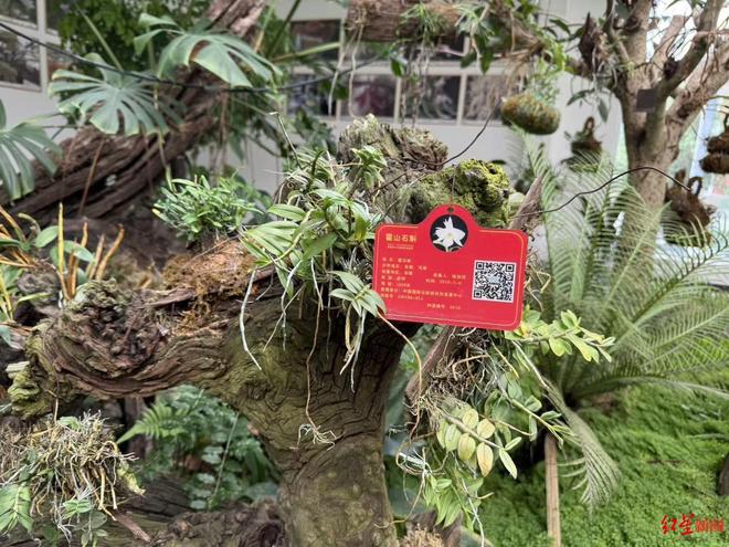 1098种活体植株200余次太空育种……成都这个全球最大石斛种质资源库长啥样？(图2)