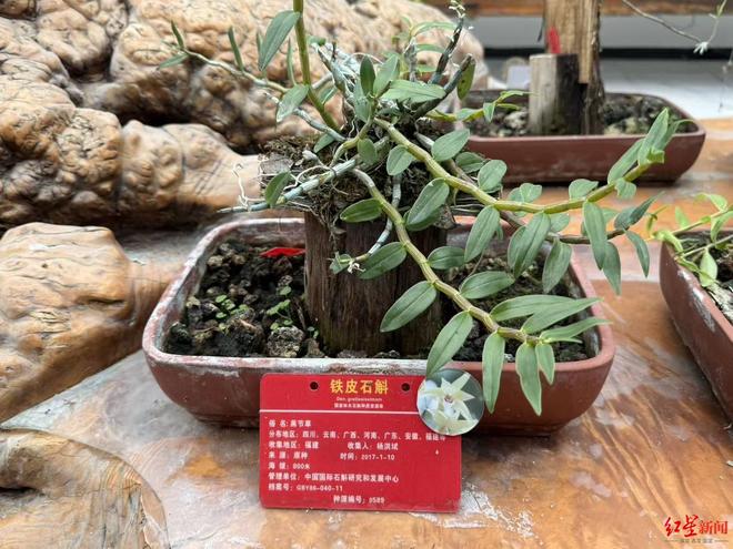 1098种活体植株200余次太空育种……成都这个全球最大石斛种质资源库长啥样？(图4)