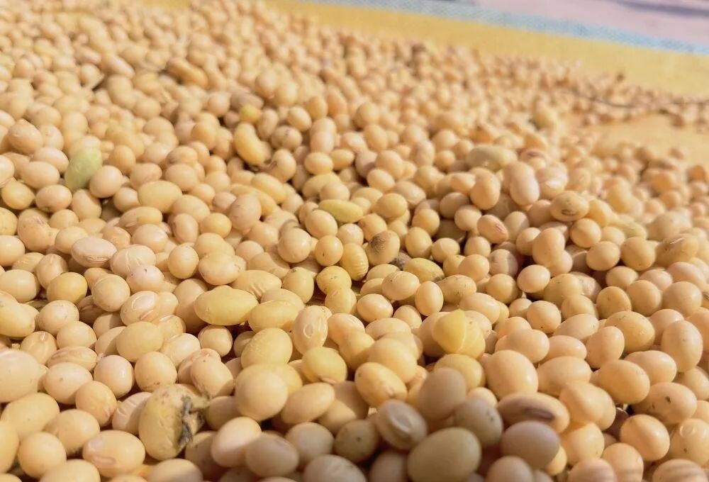 新季大豆大量上市价格运行如何？(图4)