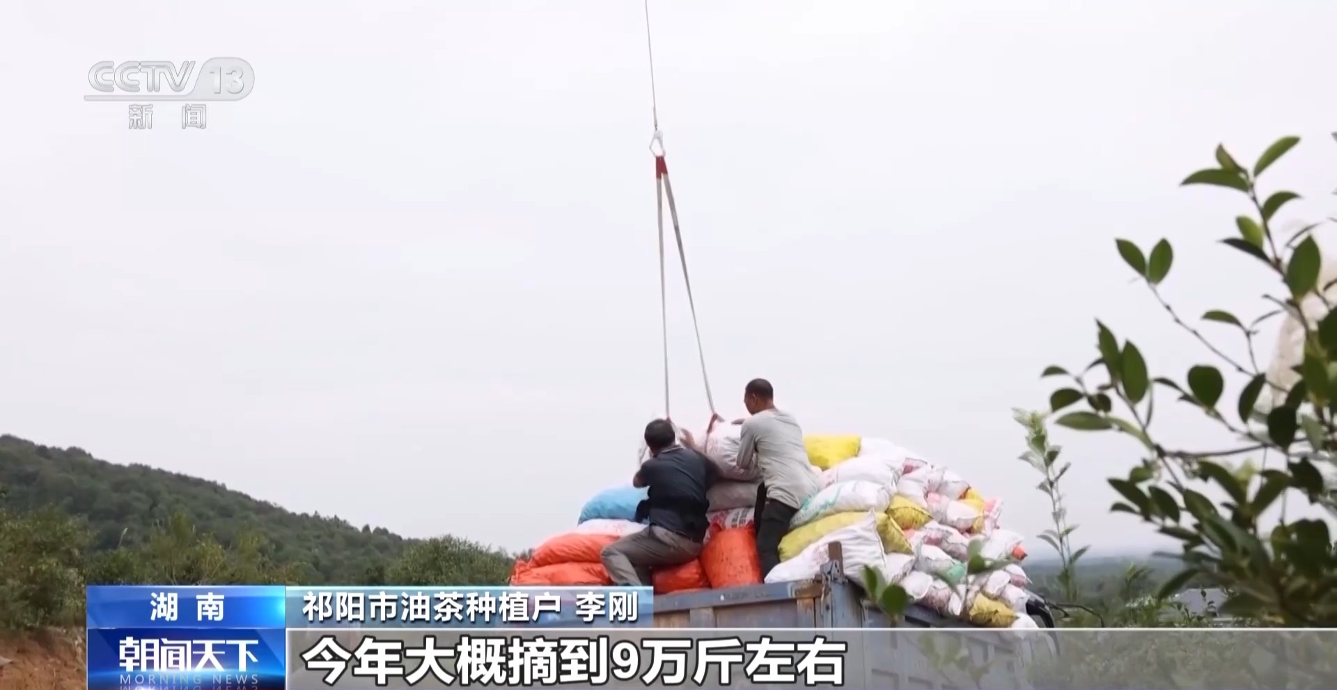 浑身是宝！一颗油茶果如何“榨”出近千亿绿色产值？(图3)