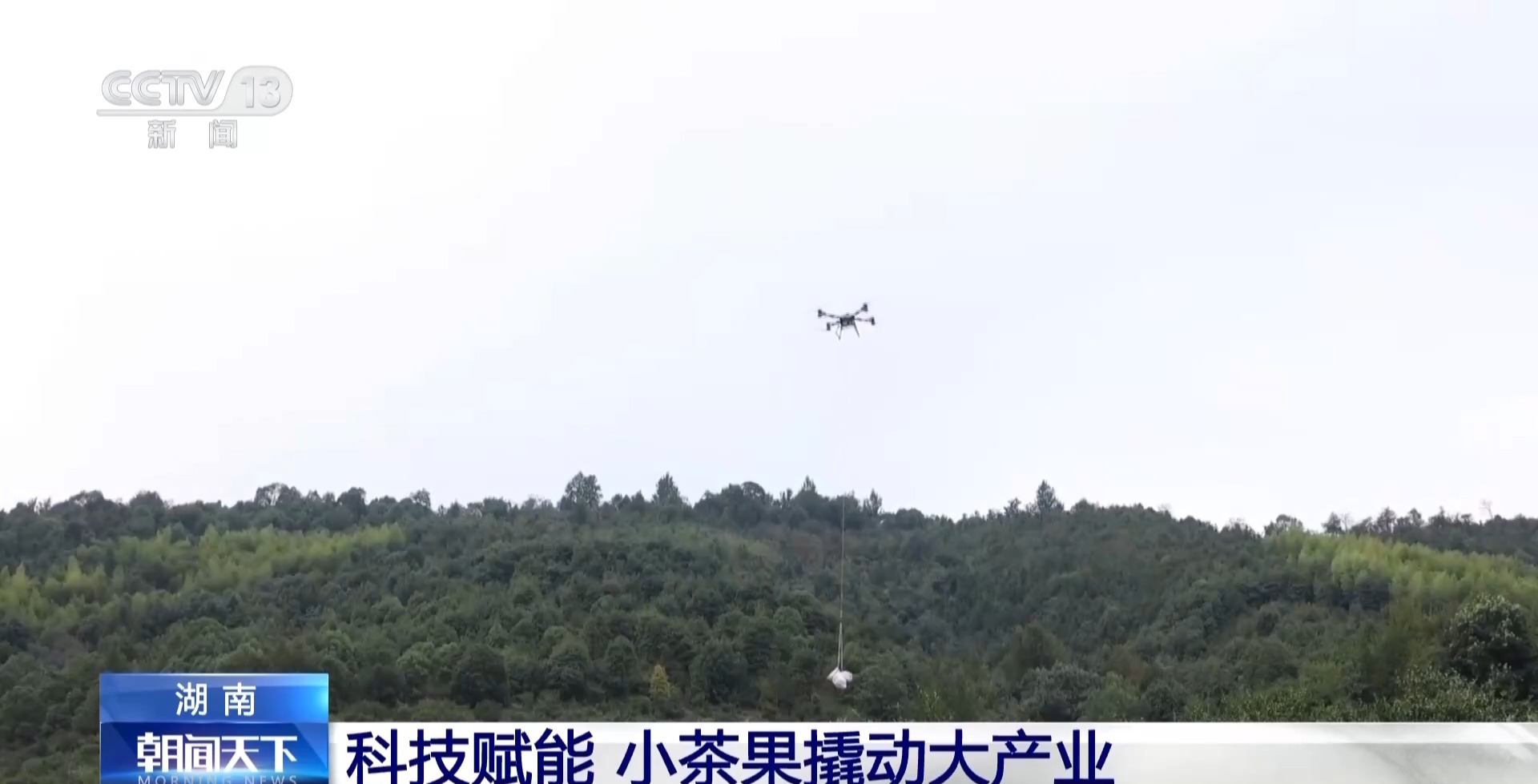 浑身是宝！一颗油茶果如何“榨”出近千亿绿色产值？(图2)