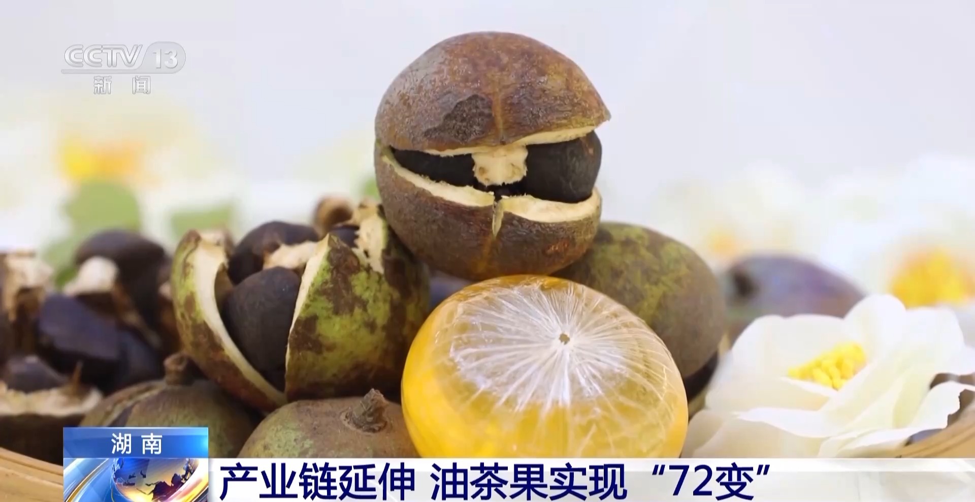 浑身是宝！一颗油茶果如何“榨”出近千亿绿色产值？(图8)