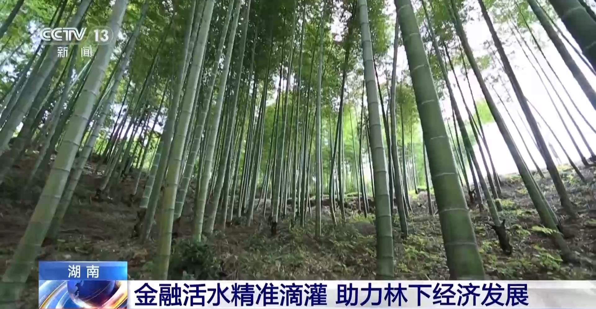 浑身是宝！一颗油茶果如何“榨”出近千亿绿色产值？(图11)