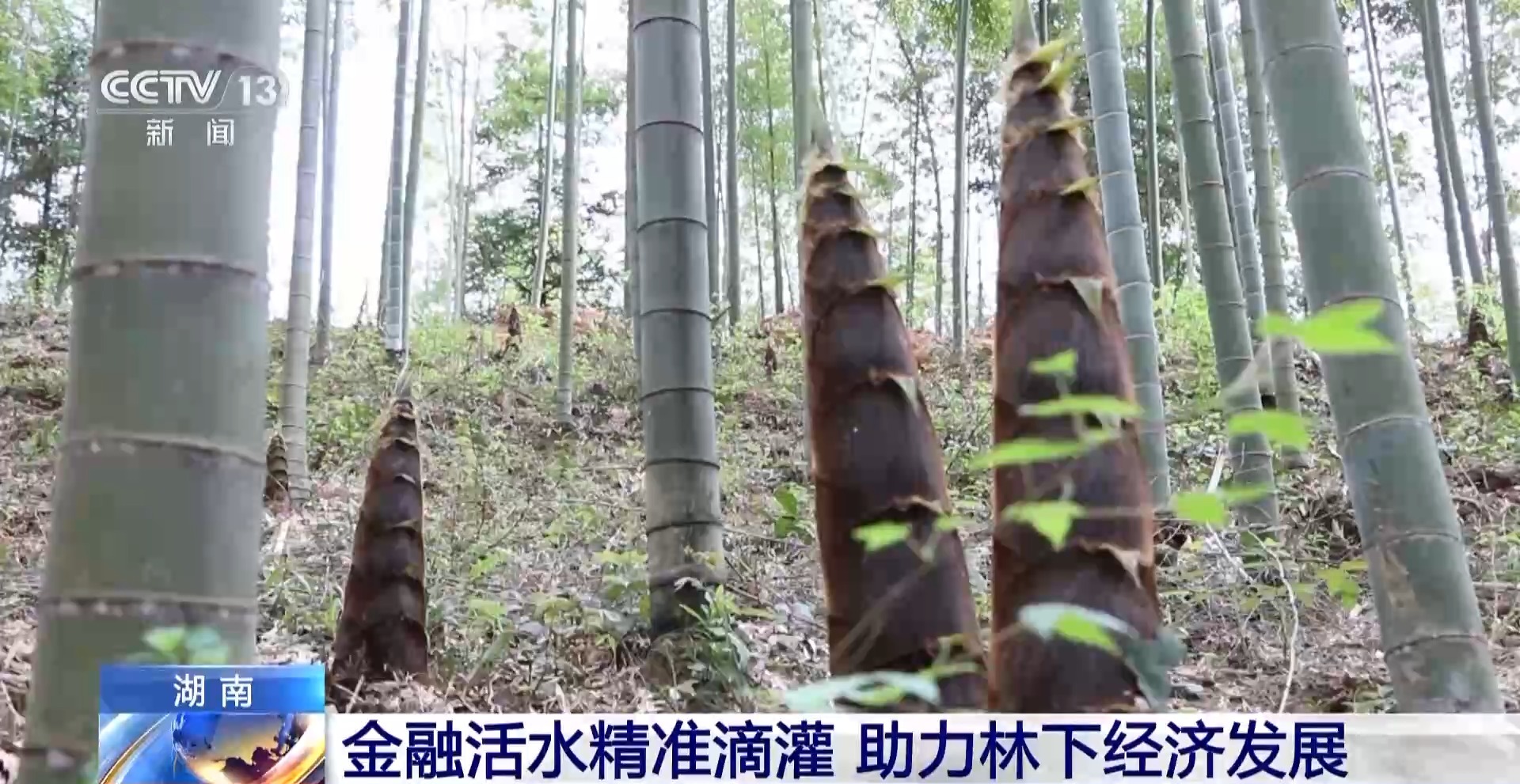 浑身是宝！一颗油茶果如何“榨”出近千亿绿色产值？(图13)