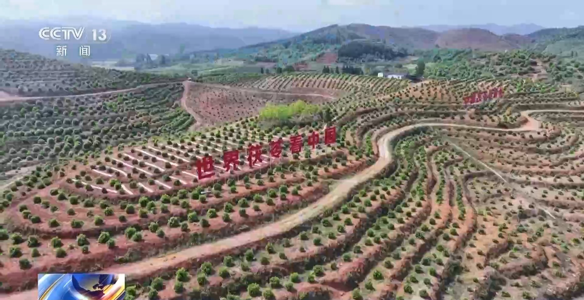 浑身是宝！一颗油茶果如何“榨”出近千亿绿色产值？(图16)