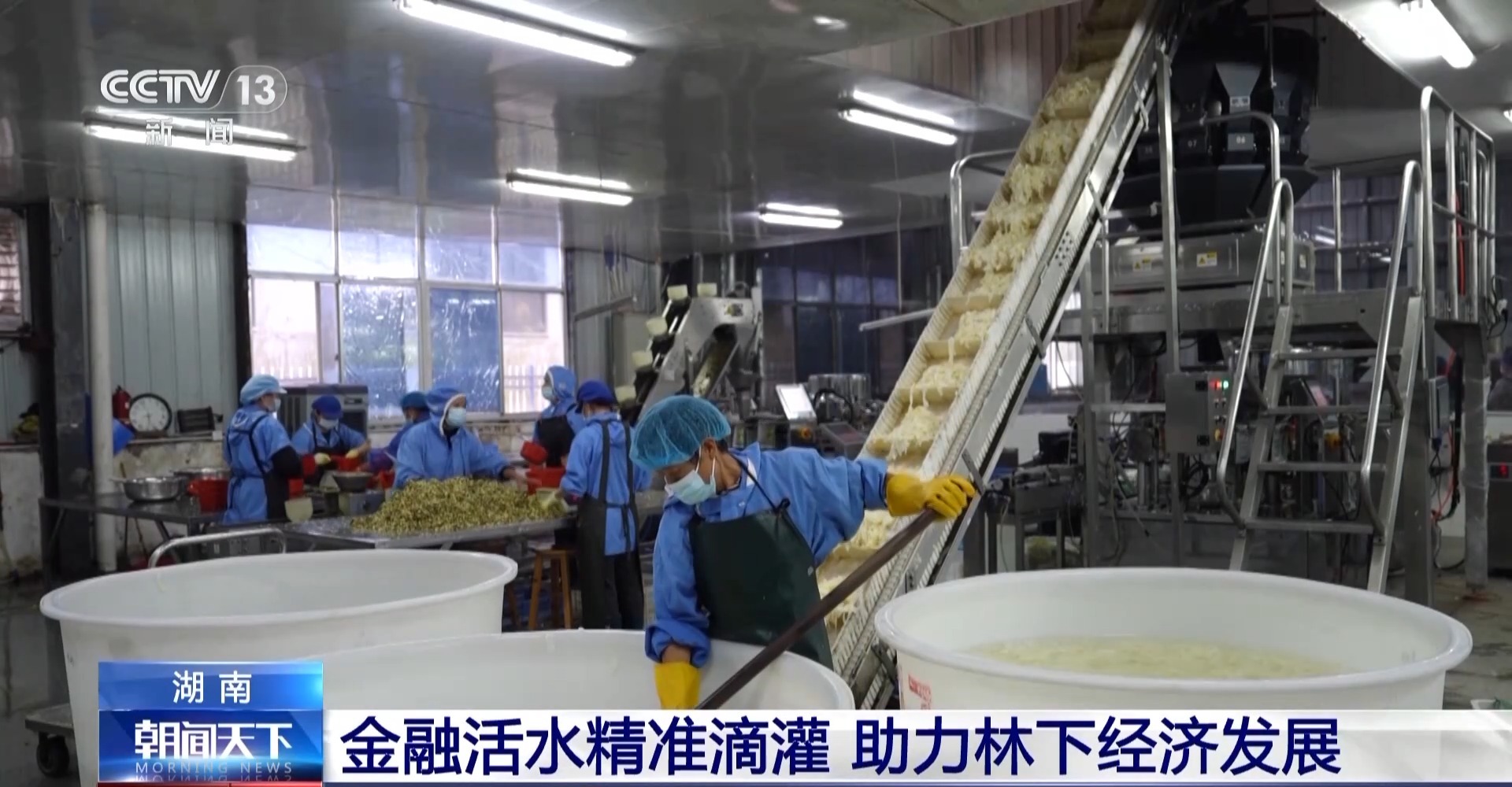 浑身是宝！一颗油茶果如何“榨”出近千亿绿色产值？(图14)