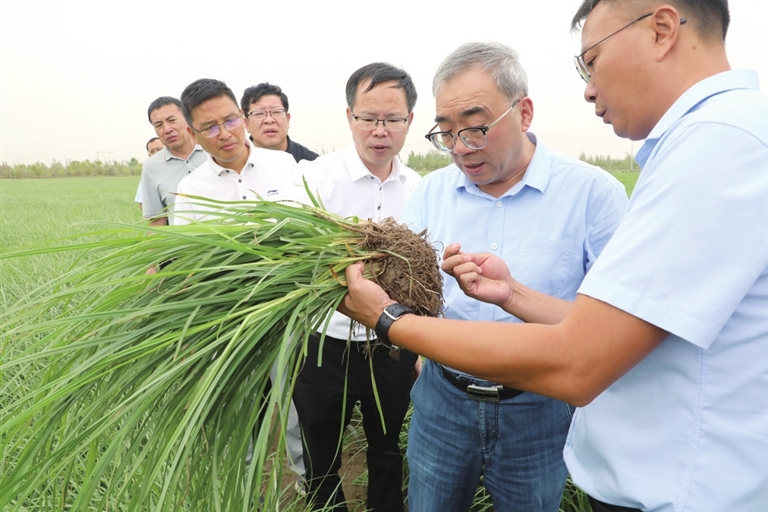 开云电竞入口:河南如何点“豆”成金科技支撑油莎豆产业高质量发展(图2)