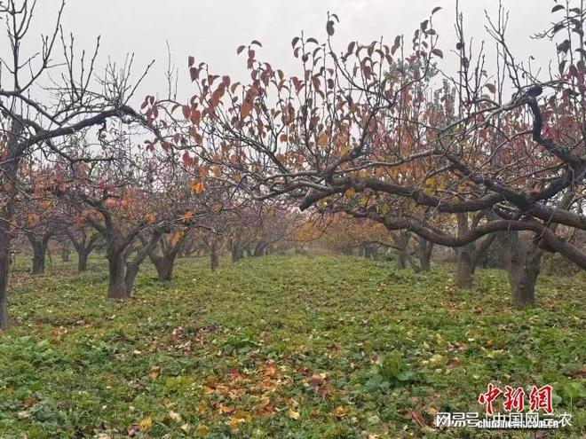 “中国雪花梨之乡”古树新枝通四海开云电竞(图2)