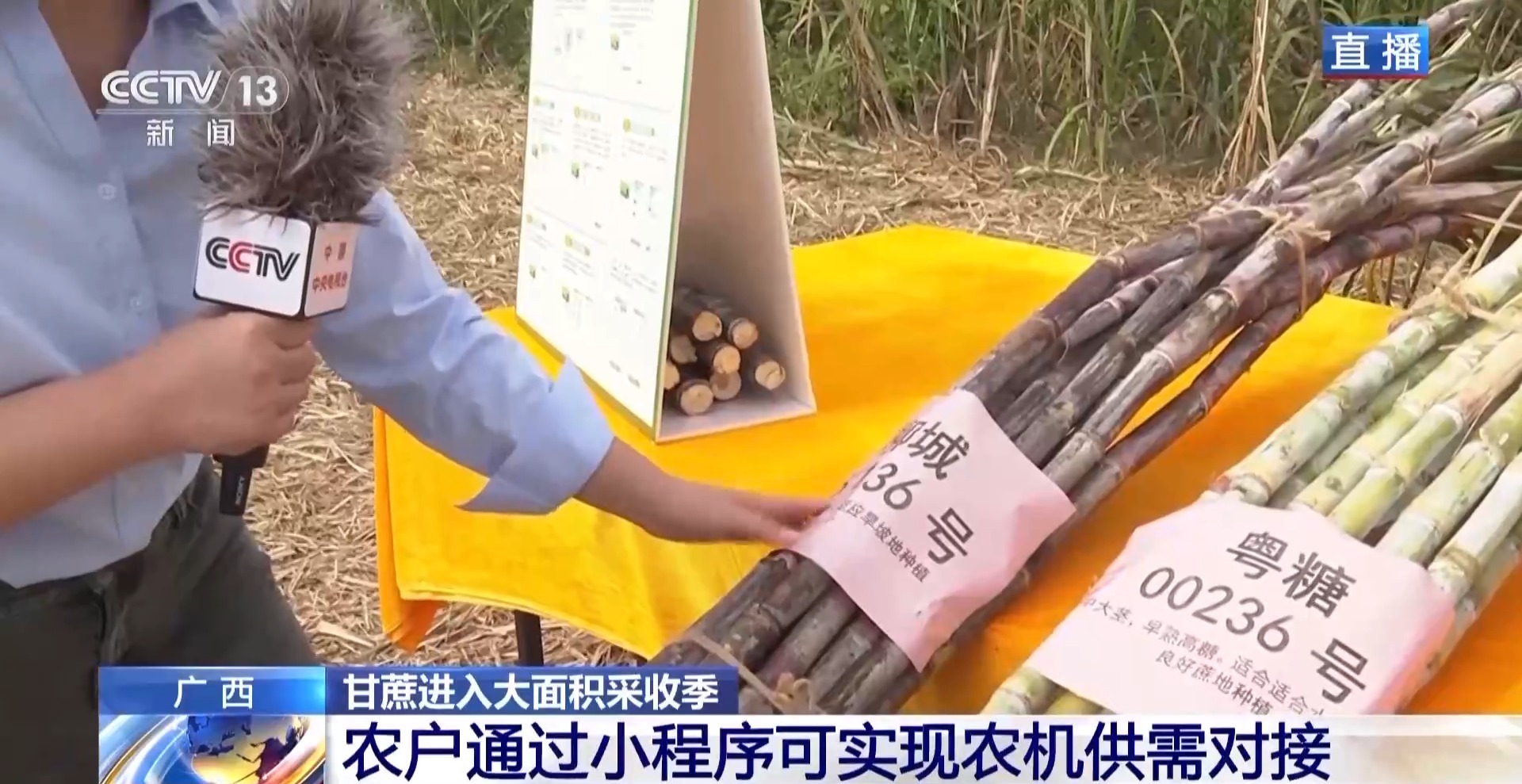 开云电竞从“榨糖”到“超级电容”揭秘广西甘蔗的甜蜜产业链(图3)