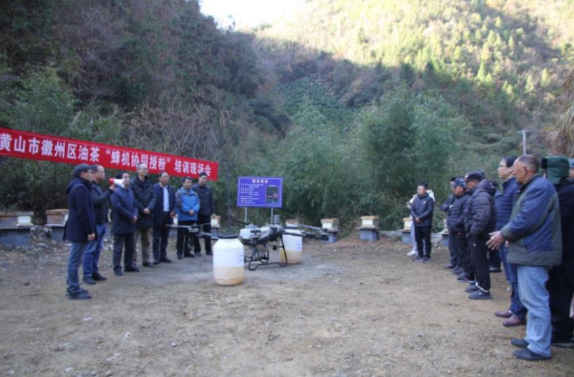 开云电竞黃山市徽州區：油茶“蜂機協同授粉”培訓會+觀摩會助力特色產業提質增效(图2)