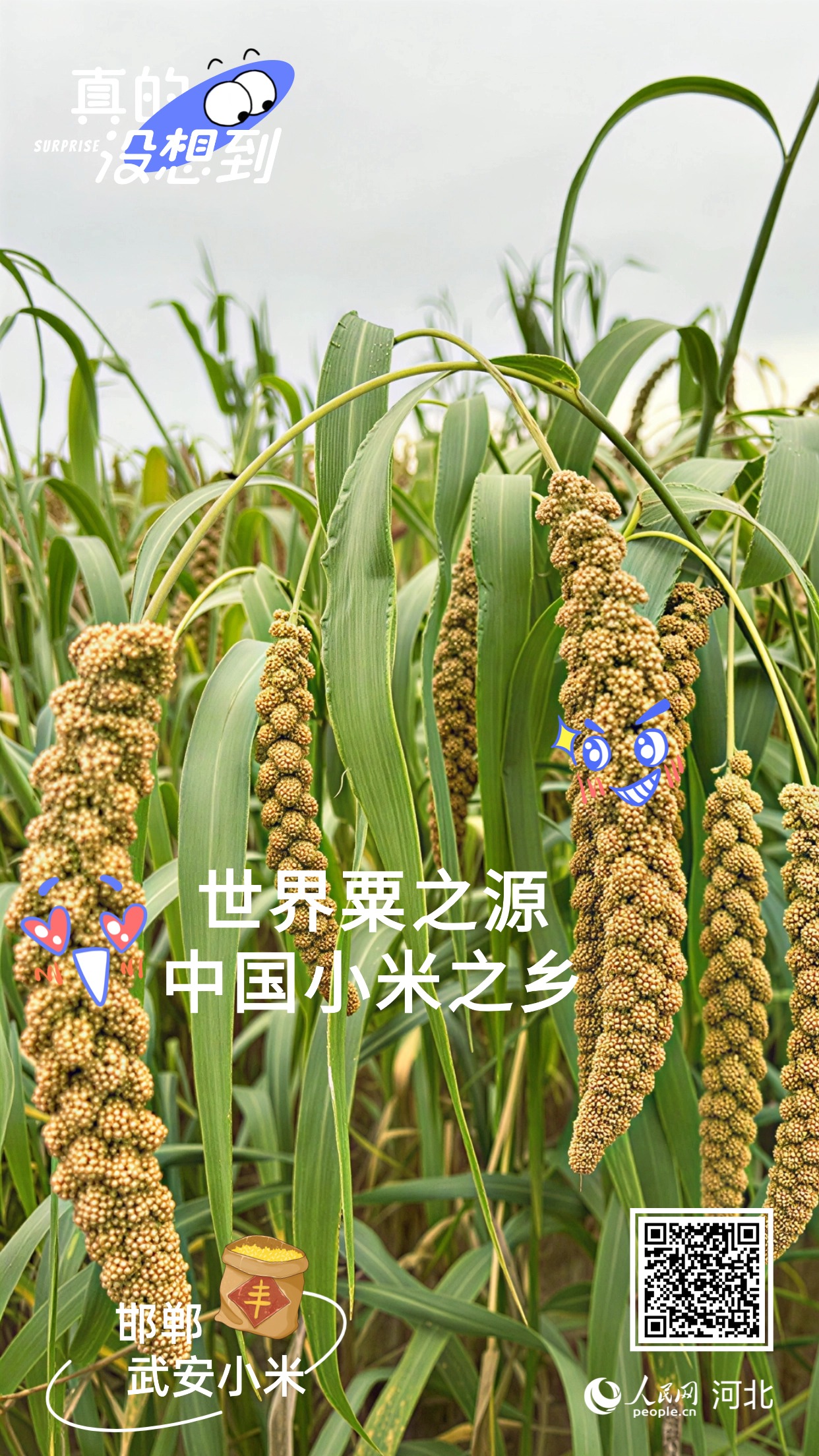 开云电竞真的没想到|邯郸这些农业“宝藏”享誉全国(图2)